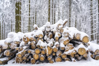 Stacked spruce wood, winter in Sauerland, Hochsauerlandkreis, at Kahler Asten, near Winterberg, few