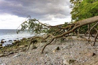 The Hochuferwanderweg from Baabe via Sellin to Binz, through dense beech forest, along the cliffs,