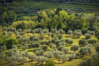 Hilly landscape, cypress (Cupressus), olive, olive tree (Olea europaea), sunlight, San Gimignano,