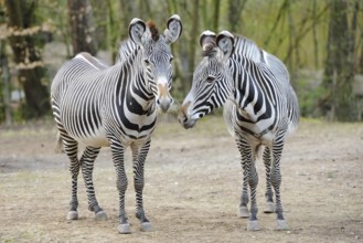 Two zebras in the green, playfully turned towards each other, with clear stripes, Grevy's zebra