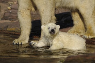 Young polar bear cub lying in the water, protected by polar bear, polar bear (Ursus maritimus),