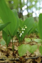 Close-up of lily of the valley with green leaves in the forest, lily of the valley (Convallaria