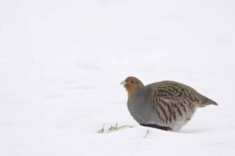 Grey partridge (Perdix perdix), Emsland, Lower Saxony, Germany, Europe