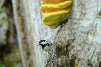 Tit with food in its beak next to a tree-covered mushroom, Fir Tit (Periparus ater), Bavaria