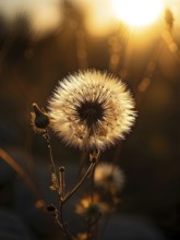 Macro shot of a dandelion (Taraxacum officinale), focusing on the fluffy seed head and fine