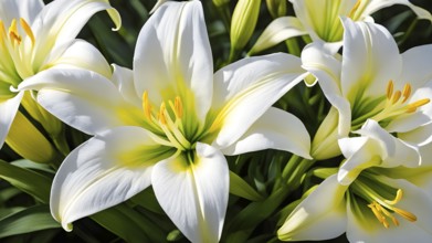 Blooming Easter lilies with soft white petals and a yellow center, bathed in gentle sunlight, AI