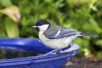 Great tit (Parus major), sitting on a water trough, Baden-Württemberg, Germany, Europe