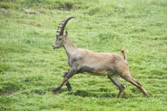 Alpine ibex (Capra ibex) male running on a meadow, playing, wildlife Park Aurach near Kitzbuehl,