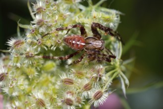 European garden spider (Araneus diadematus) crouching on fruit stand with spiny fruits, wild carrot