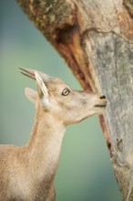 Alpine ibex (Capra ibex) female, portrait, wildlife Park Aurach near Kitzbuehl, Austria, Europe