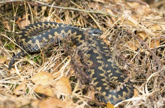 Wild common european viper (Vipera berus), brown adult female, lying well camouflaged between