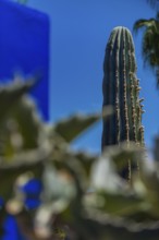 Majorelle Garden, botany, cactus, cacti, flora, plant, botany, tropical, climate, architecture,