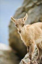 Alpine ibex (Capra ibex) youngster, standing on a rock, wildlife Park Aurach near Kitzbuehl,