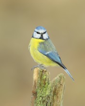 Blue tit (Parus caeruleus), direct view, perched on an old picket fence, animals, birds,