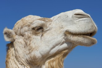 Dromedary (Camelus dromedarius), Arabian camel in head portrait, head, animal, farm animal, detail,