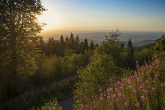 View of the Rhine valley and Freiburg, sunset, Schauinsland, Freiburg im Breisgau, Black Forest,