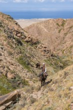 Traditional Kyrgyz eagle hunter with eagle in the mountains, hunting on horseback, near Kysyl-Suu,