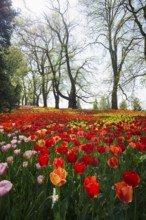 Park and flower meadow with colourful tulips, Mainau Island, Lake Constance, Baden-Württemberg,