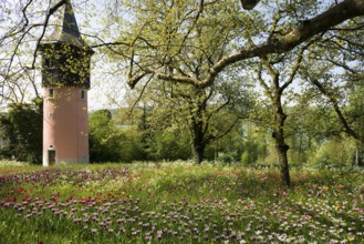 Park and flower meadow with colourful tulips, Mainau Island, Lake Constance, Baden-Württemberg,