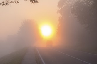 Foggy road at sunrise with poor visibility, driving into the sun. Trees at road side