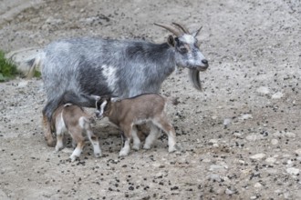 Pygmy goat mom, Capra hircus, suckling her newborn (s) on rocky soil