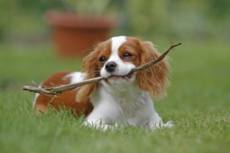 Cavalier King Charles Spaniel, kitten