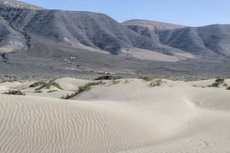 Dune landscape, Playa de Famara, Lanzarote, Canary Islands, Spain, Europe