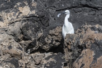 Little Egret (Egretta garzetta), Lanzarote, Canary Islands, Spain, Europe