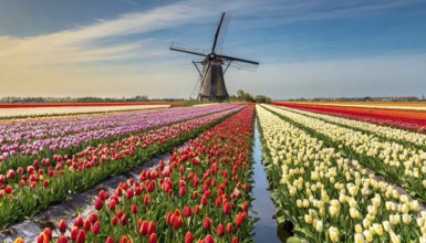 Agriculture, dense, intensely colourful blooming tulip field with a windmill, in Holland, AI