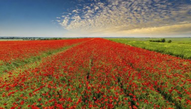 Agriculture, dense, intensely red blooming poppy field up to the horizon, aerial view, from above,