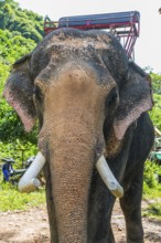 Asian elephant (Elephas maximus), Thai, Thai, Asian, trunk, animal, mammal, animal park, ivory,