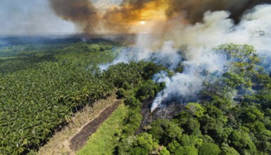 Forest, Jungle, Jungle, Slash-and-burn, Aerial view, AI generated, AI generated