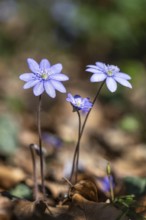 Liverwort (Hepatica nobilis), North Rhine-Westphalia, Germany, Europe