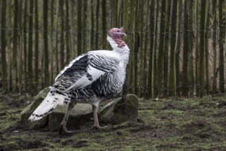 Cröllwitz turkeys (Meleagris gallopavo f. domestica), Tierpark Nordhorn, Lower Saxony, Germany,