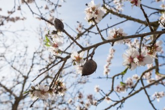 Flowering almond trees (Prunus dulcis), near Alaró, Serra de Tramuntana, Majorca, Balearic Islands,