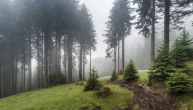 Landscape, Forest, Spruce forest in fog, AI generated, AI generated