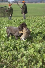 German Shorthaired Pointer retrieves a hunted hare (Lepus europaeus) in front of hunters, Lower