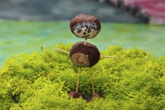 Chestnut figure standing on Iceland moss in the studio, North Rhine-Westphalia, Germany, Europe