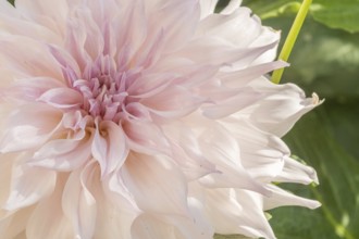 Cafe au Lait dahlias flower blossoms in a public garden. Close-up dahlias, daylight. Selestat, Bas