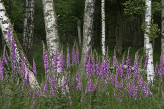 Common foxglove (Digitalis purpurea) and birch trees (Betula pendula), Lower Rhine, North