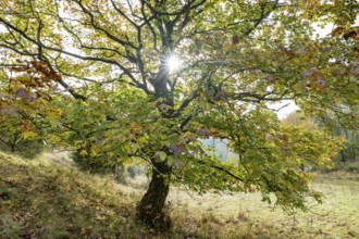 Mountain maple (Acer pseudoplatanus) in autumn with colourful leaves, backlit with sun star,