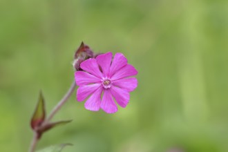 Red campion (Silene dioica), close-up of a flower in a meadow, Wilnsdorf, North Rhine-Westphalia,