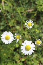 Matricaria chamomilla (Matricaria chamomilla), flowers, medicinal plant, Wilnsdorf North