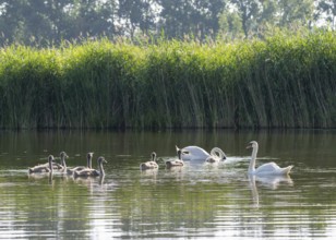 Mute swan (Cygnus olor), adults and juveniles swimming on a pond, Thuringia, Germany, Europe