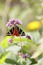 Jersey tiger or Spanish flag (Euplagia quadripunctaria), sucking nectar on Hemp agrimony