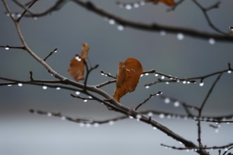 After a rain, drops on branches, autumn, Germany, Europe