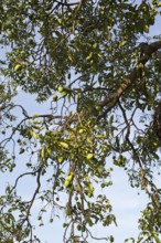 Mangoes on a tree, Sri Lanka, Asia