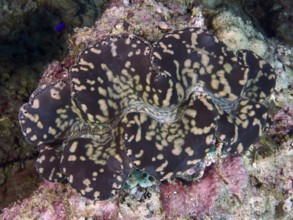 Giant black-beige clam, killer clam (Tridacna squamosa) with striking pattern on a coral reef, dive