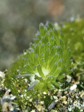 Single green snail, sea snail, leaf sheep snail (Costasiella kuroshimae), called Shaun the sheep.