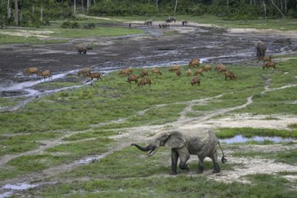 Forest elephants (Loxodonta cyclotis) and bongo antelopes (Tragelaphus eurycerus) in the Dzanga Bai